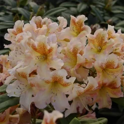 Rhododendron Hybride 'Bernstein'