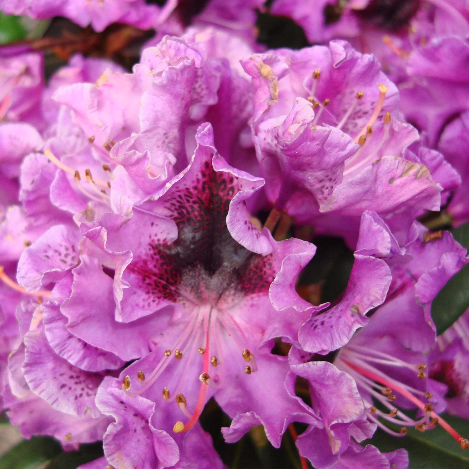 Rhododendron Hybride 'Blaue Jungs'