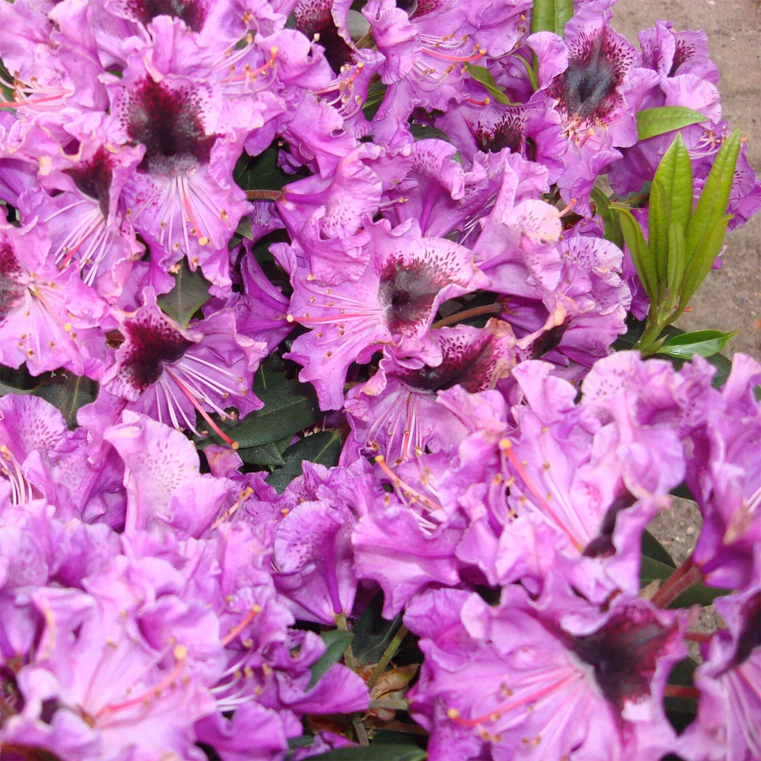 Rhododendron Hybride 'Blaue Jungs' – Bild 2