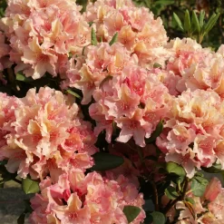 Rhododendron Hybride 'Brasilia'