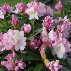 Rhododendron Hybride 'Brigitte'