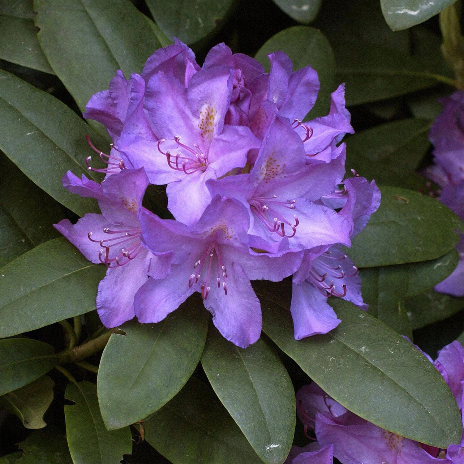 Rhododendron Hybride 'Catawbiense Boursault'