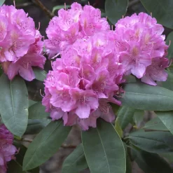 Rhododendron Hybride 'Catharine Van Tol'