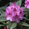 Rhododendron Hybride 'Constanze'