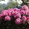 Rhododendron Hybride 'Cosmopolitan'