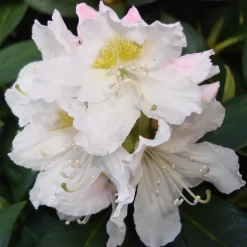 Rhododendron Hybride 'Cunningham's White'