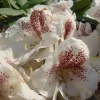 Rhododendron Hybride 'Double Dots'
