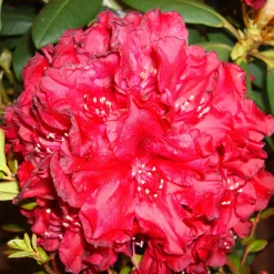 Rhododendron Hybride 'Erato' -S-