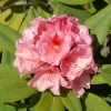 Rhododendron Hybride 'Erika Guyens'