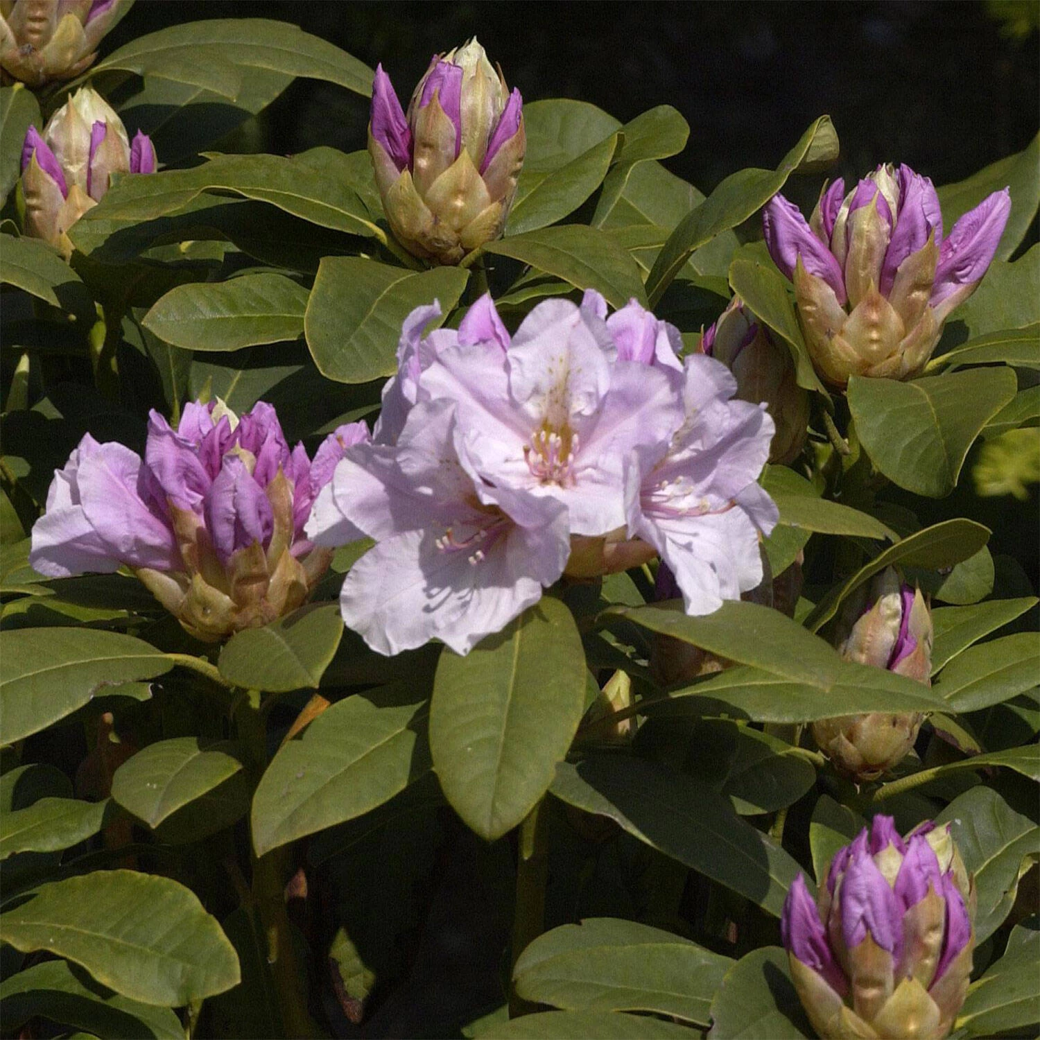 Rhododendron Hybride 'Eskimo'