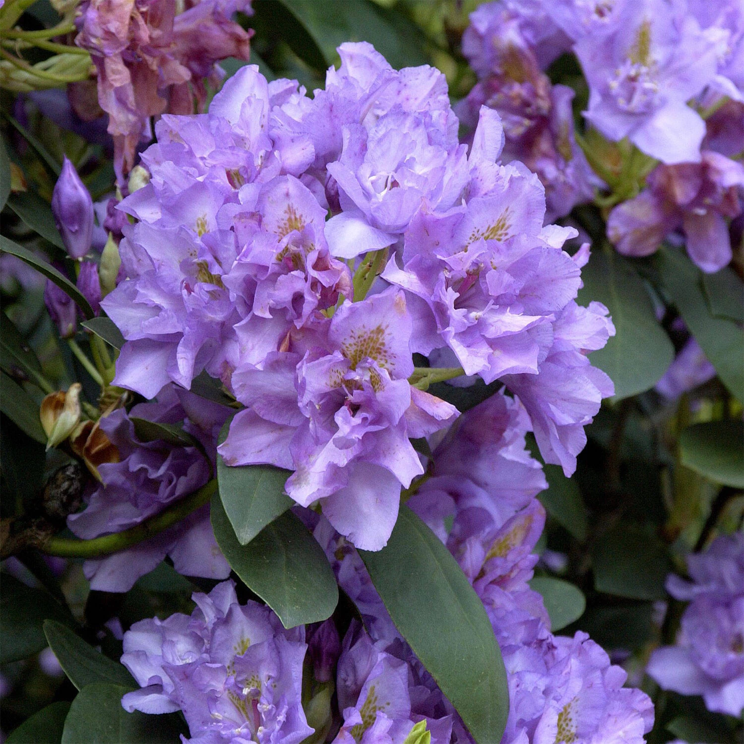 Rhododendron Hybride 'Fastuosum Flore Pleno'