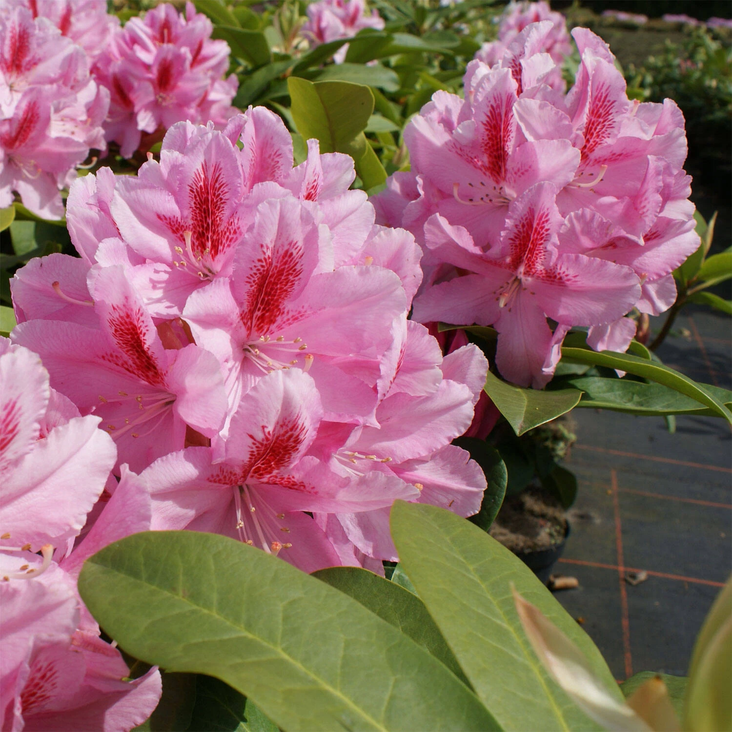 Rhododendron Hybride 'Furnivall's Daughter'
