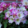 Rhododendron Hybride 'Gerstenkorn'