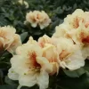 Rhododendron Hybride 'Goldbukett'