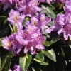 Rhododendron Hybride 'Goldflimmer'