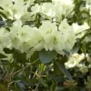 Rhododendron Hybride 'Graf Lennart'