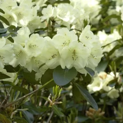 Rhododendron Hybride 'Graf Lennart'
