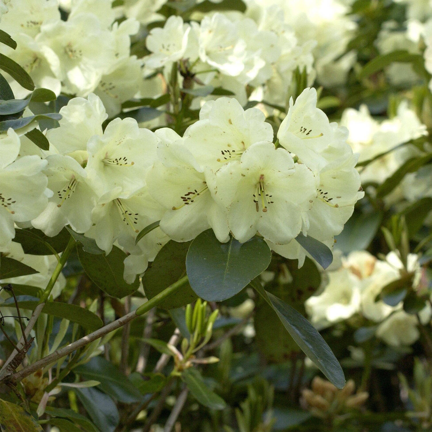 Rhododendron Hybride 'Graf Lennart'