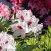 Rhododendron Hybride 'Graffito'