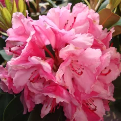 Rhododendron Hybride 'Guyens's Fasching'