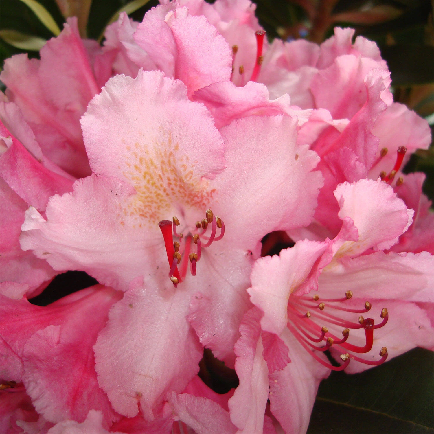 Rhododendron Hybride 'Guyens's Fasching' – Bild 2