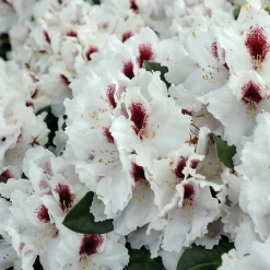 Rhododendron Hybride 'Hachmann´s Picobello'®