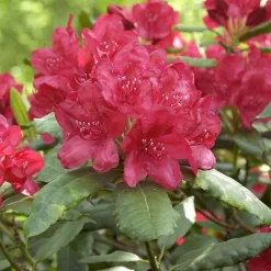 Rhododendron Hybride 'Hachmann's Feuerschein' -S-