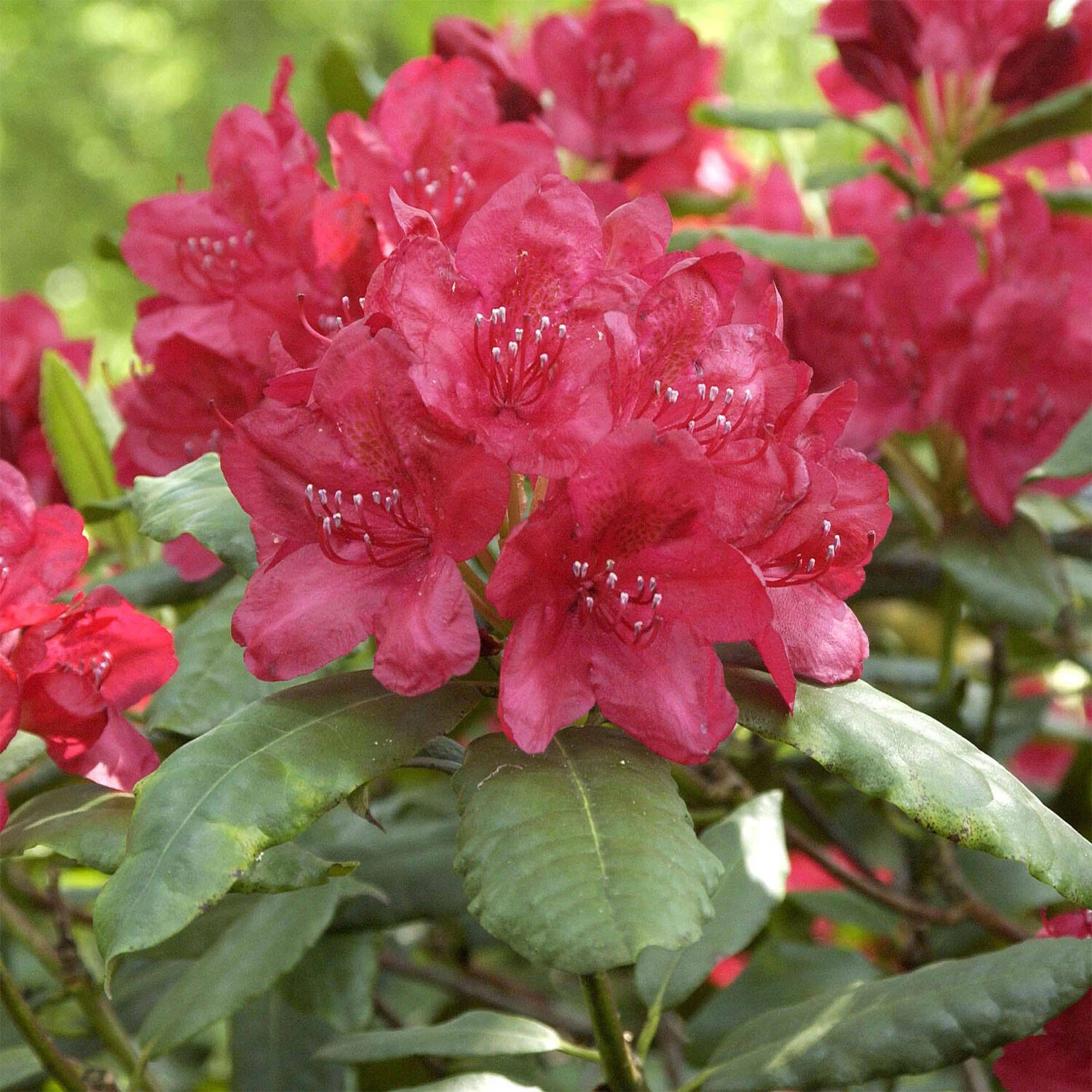 Rhododendron Hybride 'Hachmann's Feuerschein' -S-