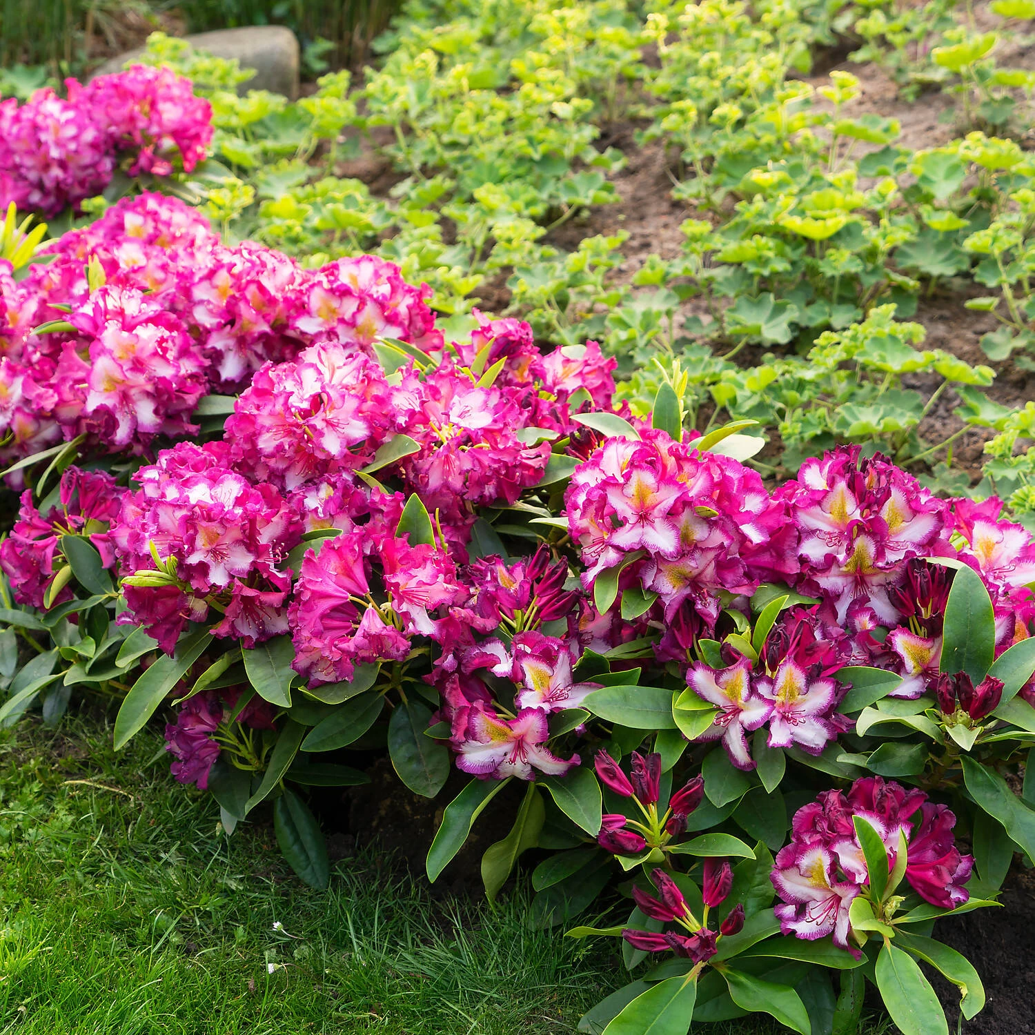 Rhododendron Hybride Happydendron® Pushy Purple® – Bild 2