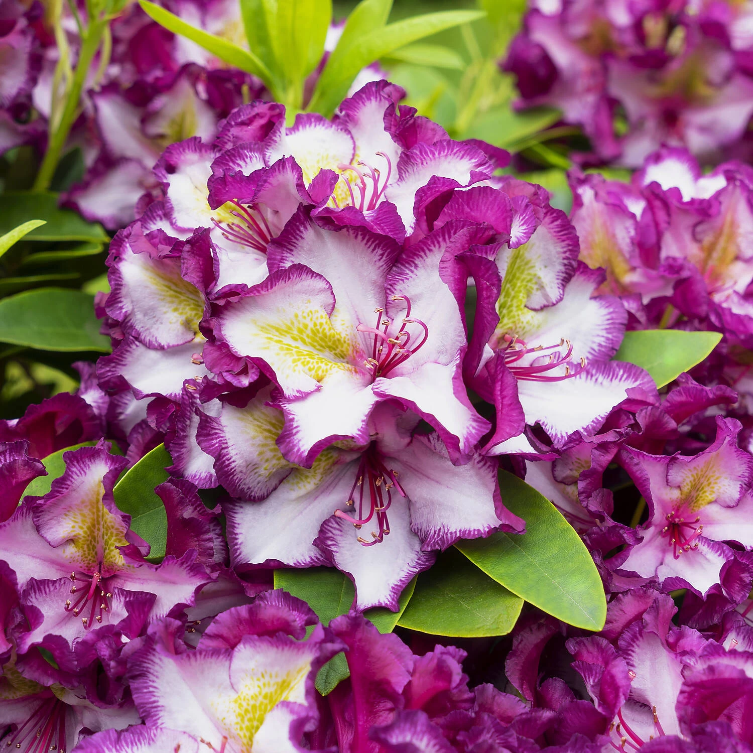 Rhododendron Hybride Happydendron® Pushy Purple® – Bild 3