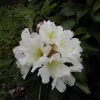 Rhododendron Hybride 'INKARHO® Dufthecke' Weiss