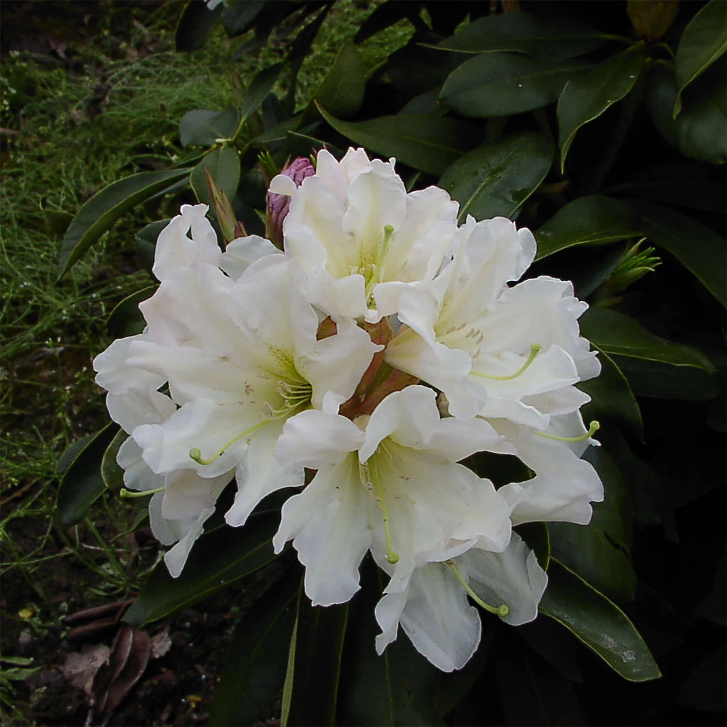 Rhododendron Hybride 'INKARHO® Dufthecke' Weiss