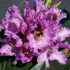 Rhododendron Hybride 'Kabarett'®