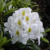 Rhododendron Hybride 'Madame Masson'