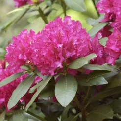 Rhododendron Hybride 'Mrs.P.den Ouden'