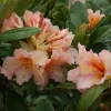 Rhododendron Hybride 'Norfolk Candy'