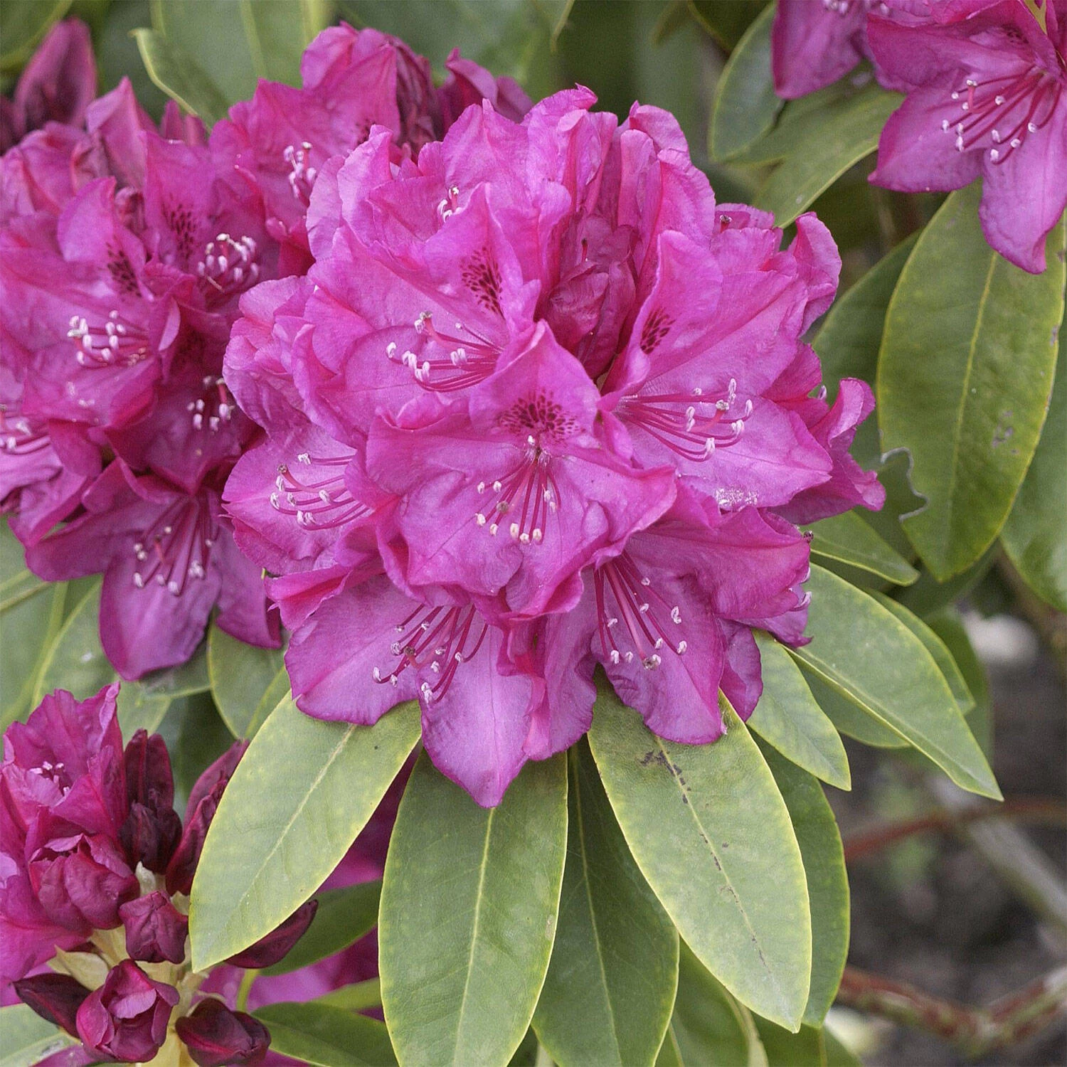Rhododendron Hybride 'Old Port'