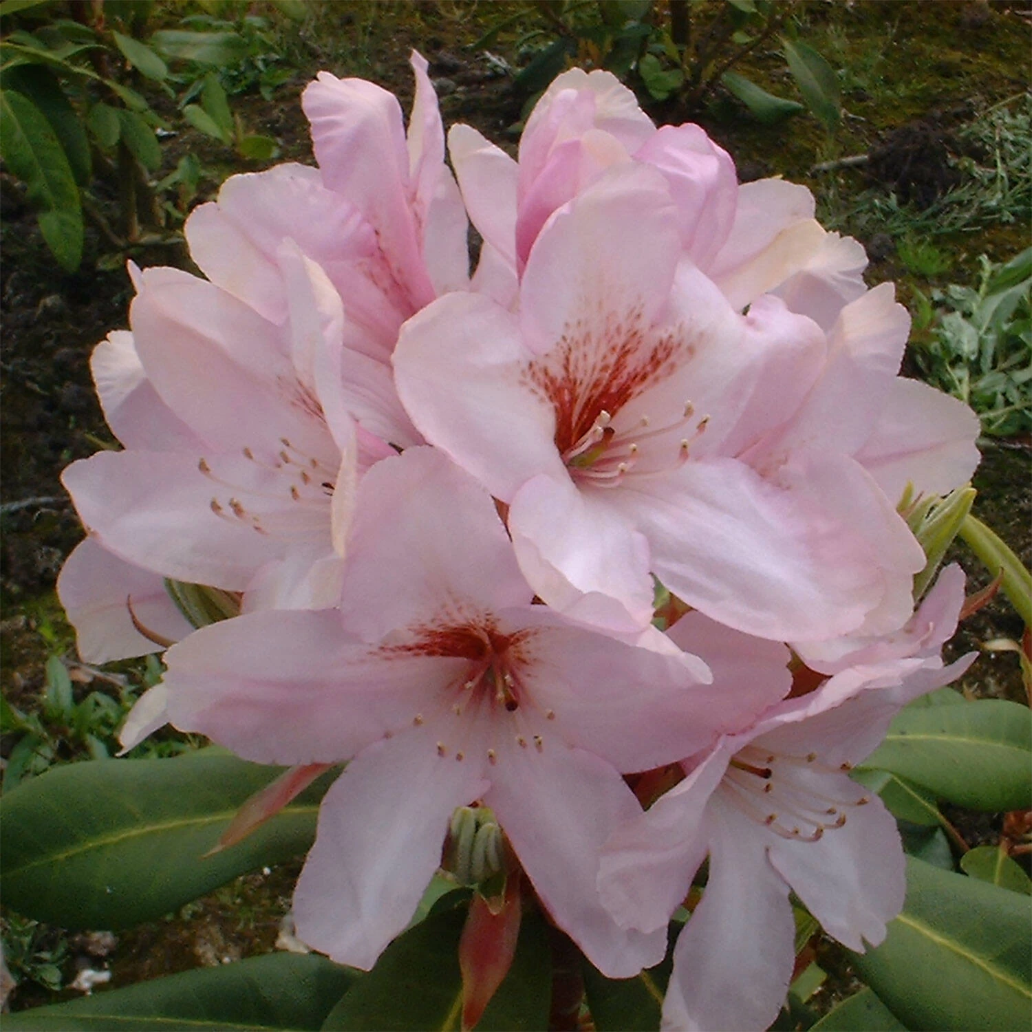 Rhododendron Hybride 'Paola'