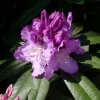 Rhododendron Hybride 'Pfauenauge'®