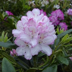 Rhododendron Hybride 'Picotee'