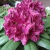 Rhododendron Hybride 'Polarnacht'