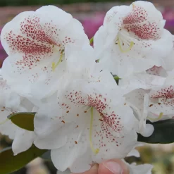 Rhododendron Hybride 'Princess Maxima'