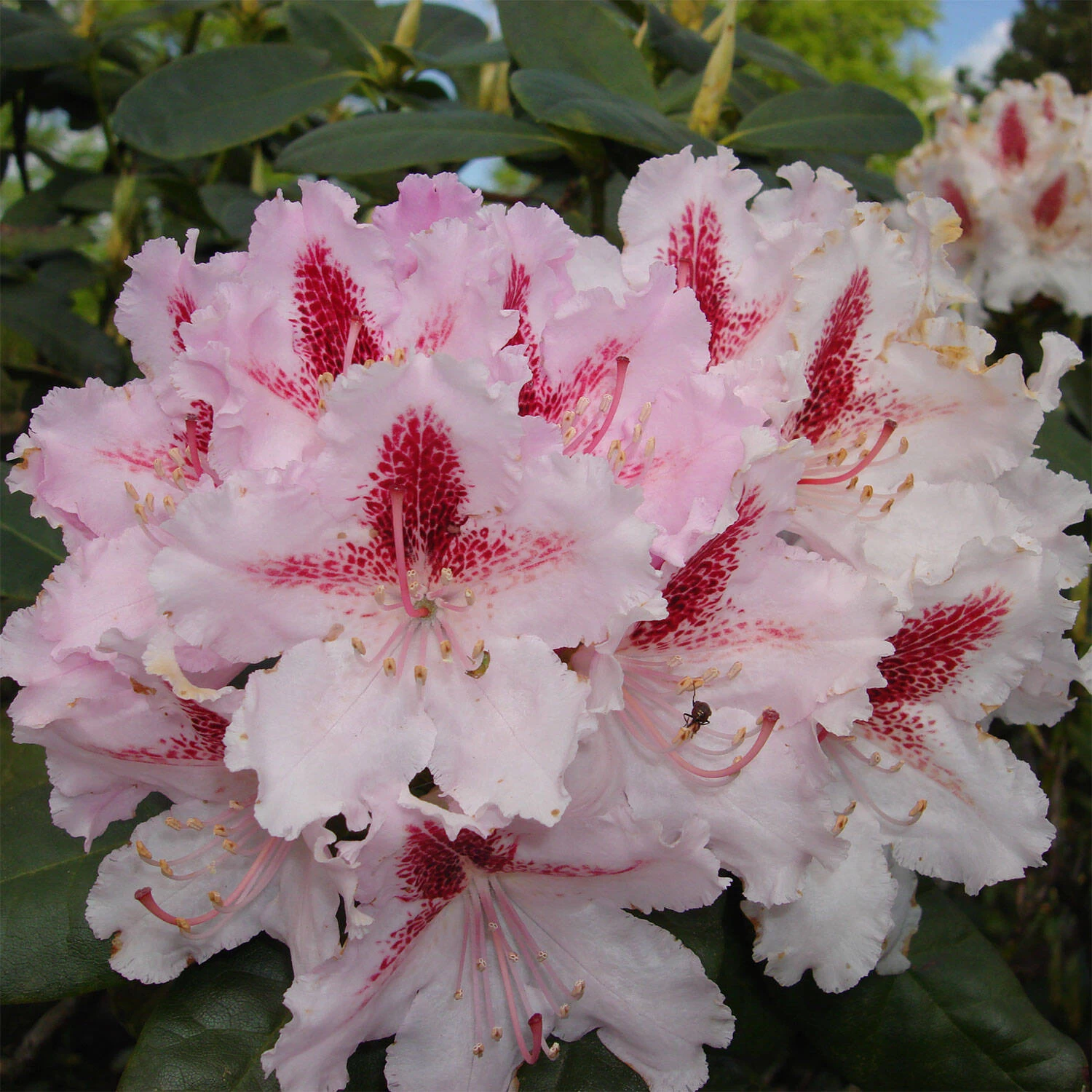 Rhododendron Hybride 'Progres'