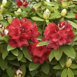 Rhododendron Hybride 'Red Jack'