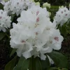 Rhododendron Hybride 'Schneebukett'