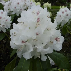 Rhododendron Hybride 'Schneebukett'