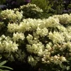Rhododendron Hybride 'Stadt Westerstede'