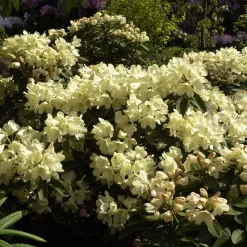Rhododendron Hybride 'Stadt Westerstede'