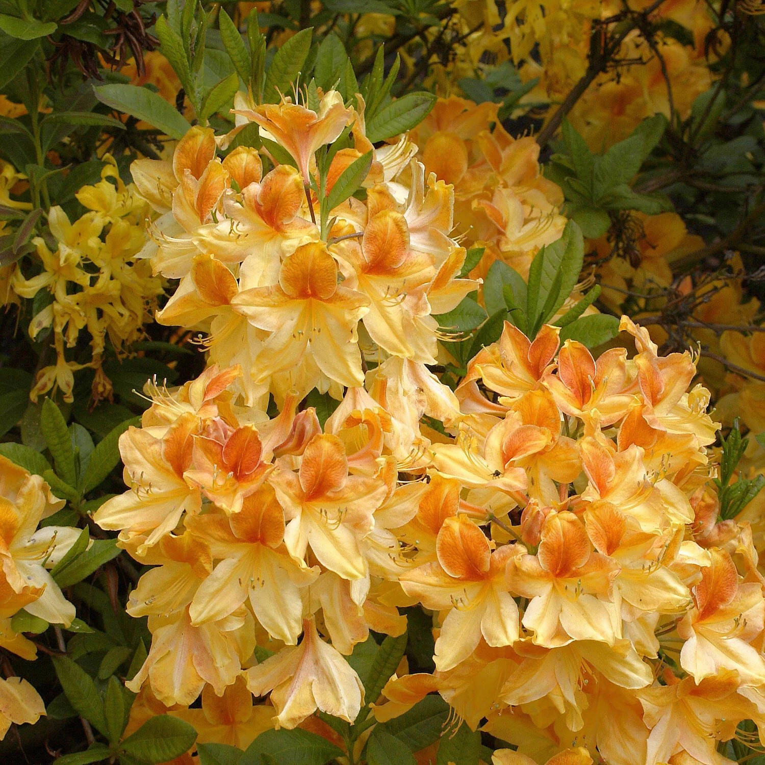 Rhododendron Luteum 'Golden Flare'