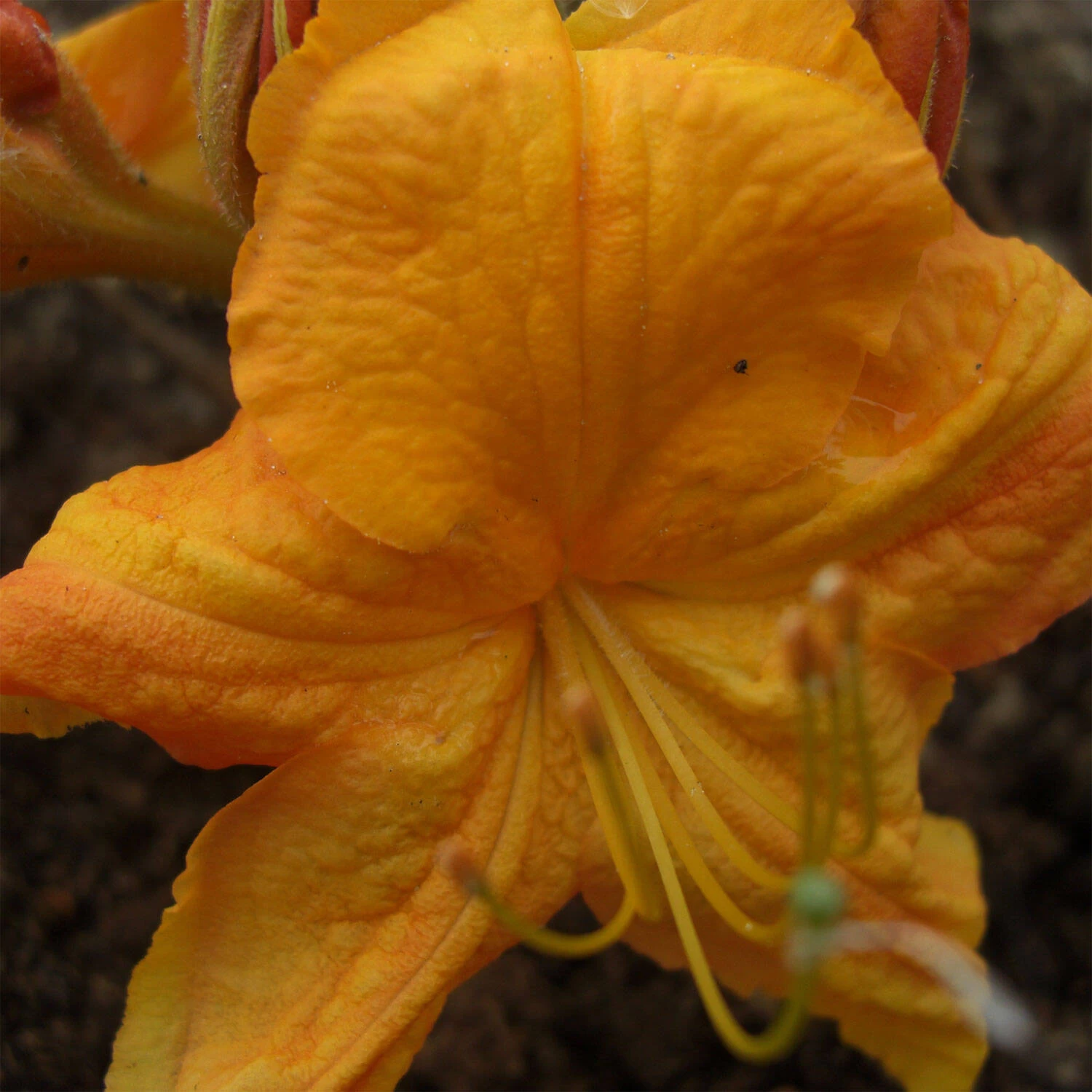 Rhododendron Luteum 'Klondyke' – Bild 2